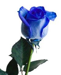 Egy szál kék rózsa, igazi különlegesség